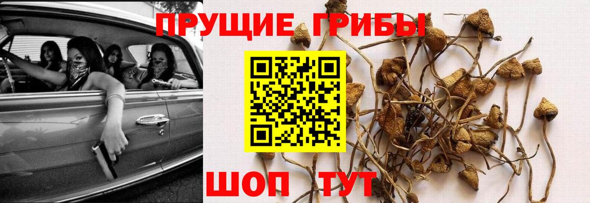 Псилоцибиновые грибы прущие грибы Вольск